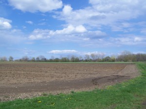 43-45 Acres in the Process of Planting
