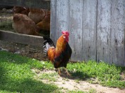 freshfromthevine-rooster