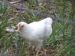 freshfromthevine-chicken