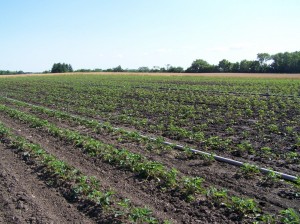 New Strawberry Field