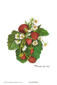 freshfromthevine-strawberry